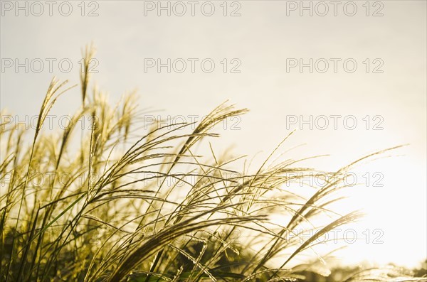Close-up of marram grass in sunlight
