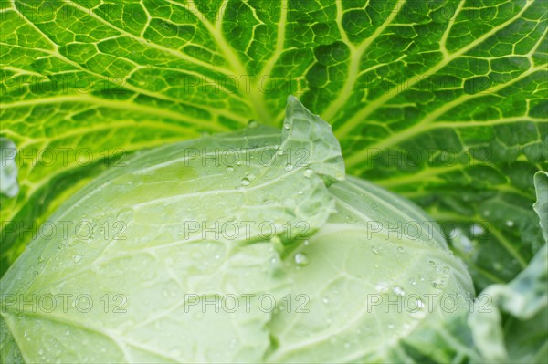 Close-up of cabbage leaves