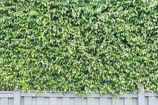 Green leaves of hedge fence