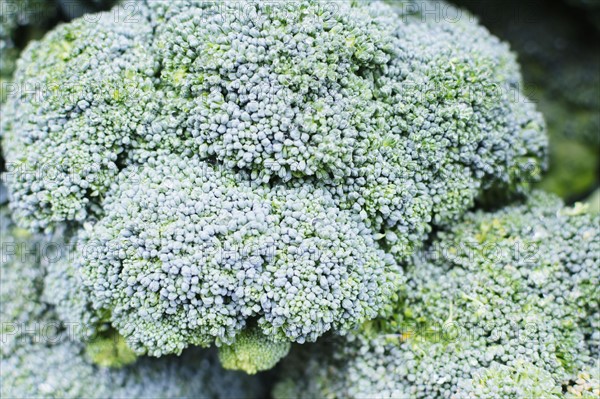 Close-up of broccoli