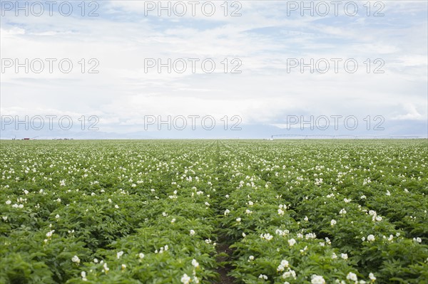 Rows of flowering potato plants