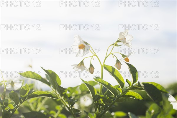 Close-up of flowering potato plant