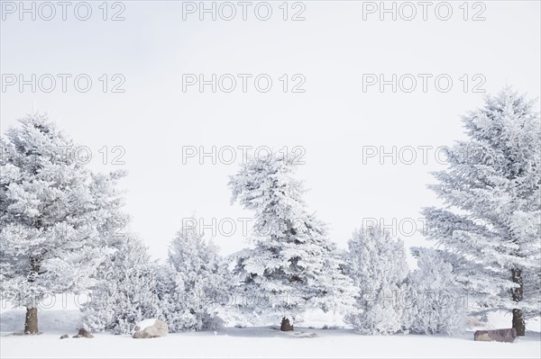 Pine trees and junipers covered with snow