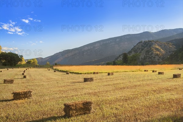 Bales of hay drying on fields