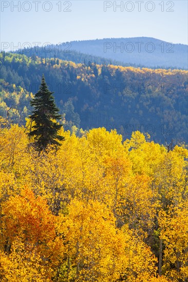 Landscape with autumn forest