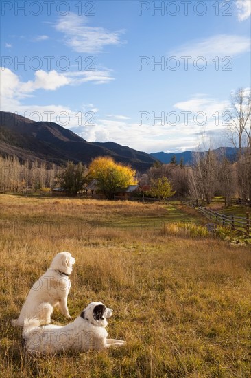 Sheepdogs resting in grass at farm