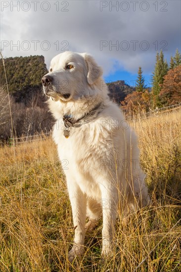 Sheepdog sitting in grass at farm