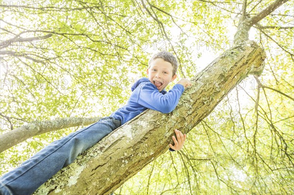 Boy (6-7) climbing tree