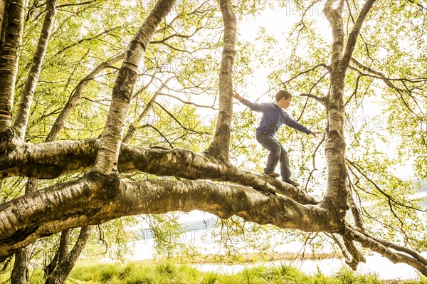 Boy (6-7) climbing branch