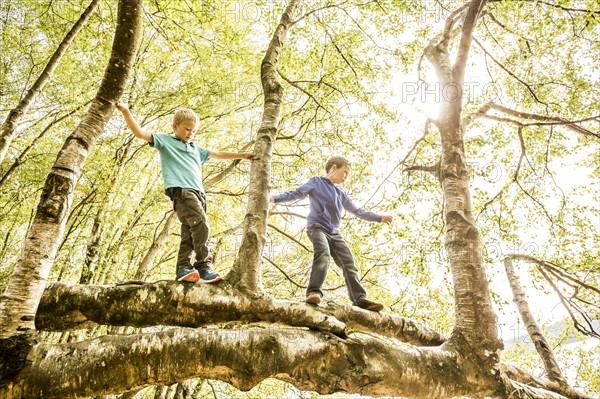 Boys (6-7, 8-9) climbing branch