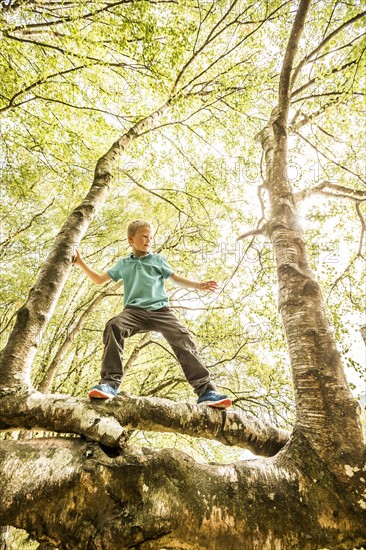 Boy (8-9) climbing branch