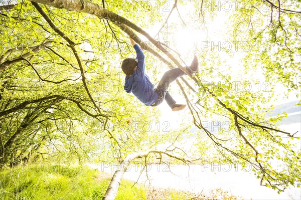 Boy (6-7) hanging on branch