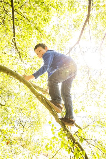 Boy (6-7) climbing branch