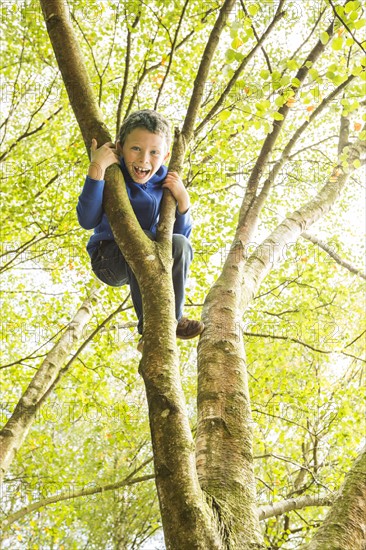 Boy (6-7) climbing tree