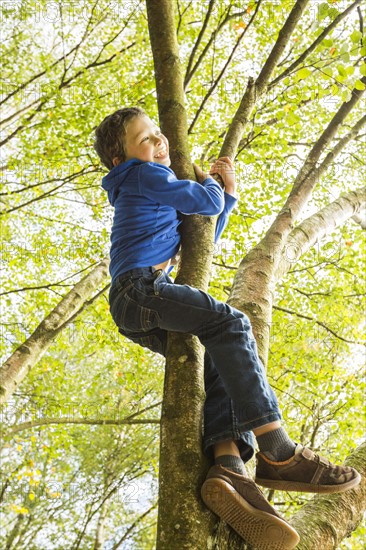 Boy (6-7) climbing tree