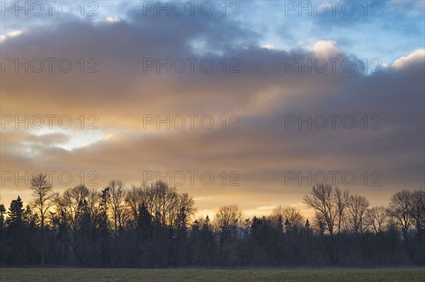 Bare trees under cloudy sky at sunset