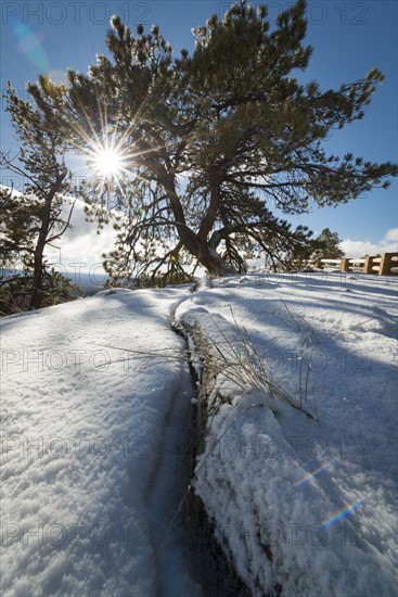 Sunbeams breaking through tree branches in winter