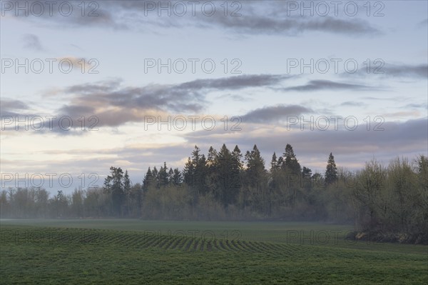Fog over meadow with forest in background