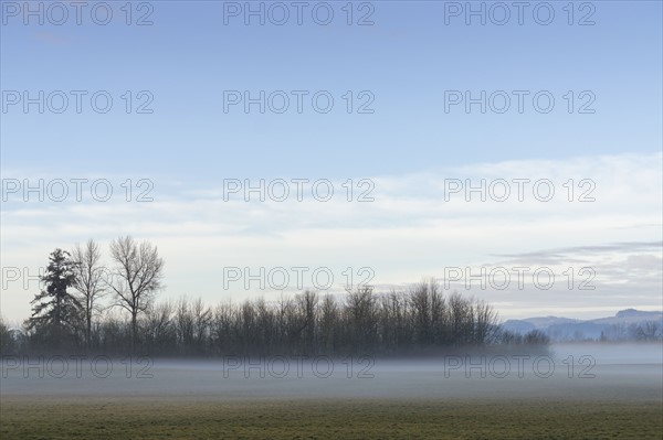 Fog over meadow with bare trees in background