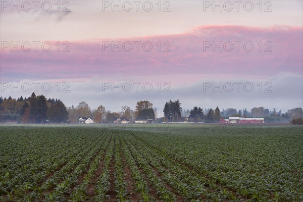 Green field in fog at dawn