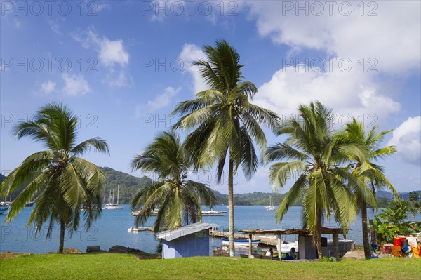 Palm trees growing by bay