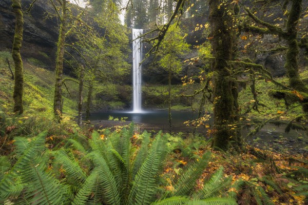 Waterfall in green forest