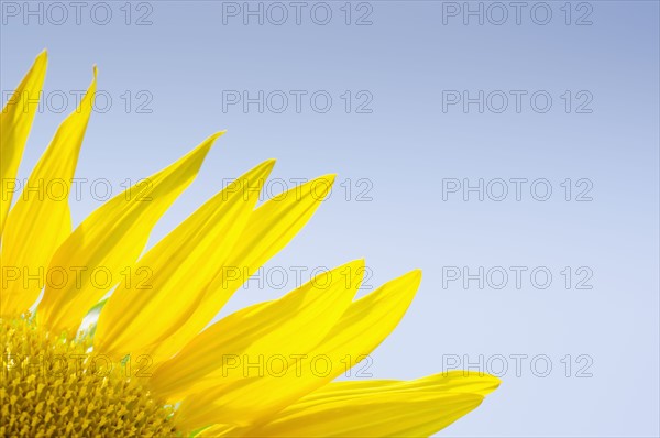 Close-up of sunflower