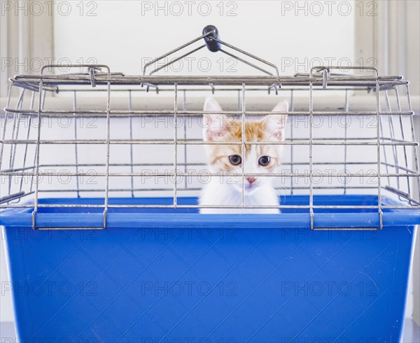Portrait of kitten in cage