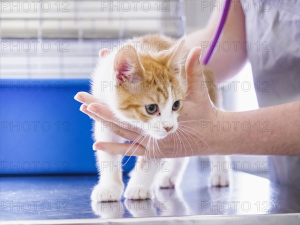 Vet examining kitten