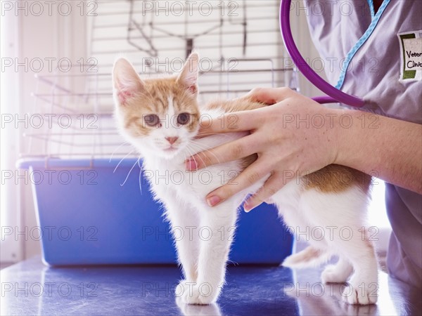 Vet examining kitten