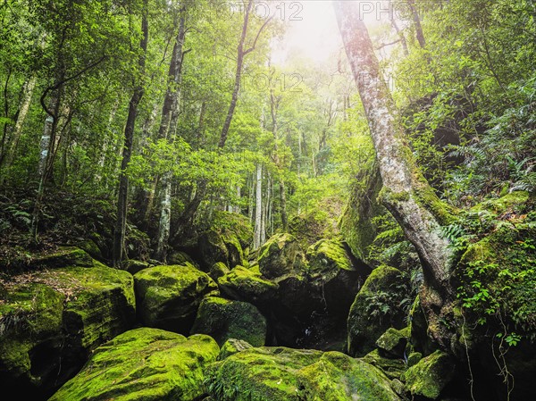 Rocks covered in moss in forest