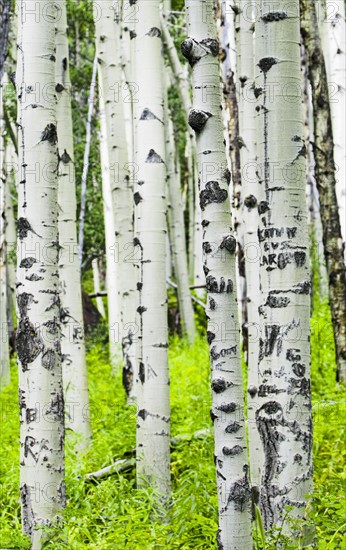 Trunks of aspen trees