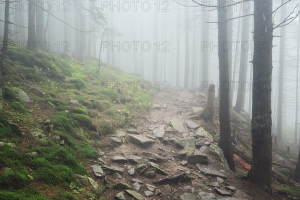 Footpath in forest in fog