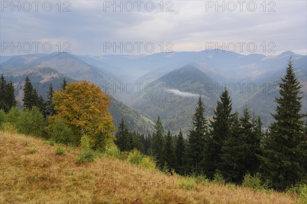 Landscape with mountains and forest in fog