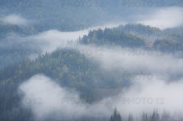 Landscape with forest in fog