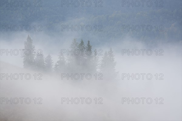 Landscape with forest in fog