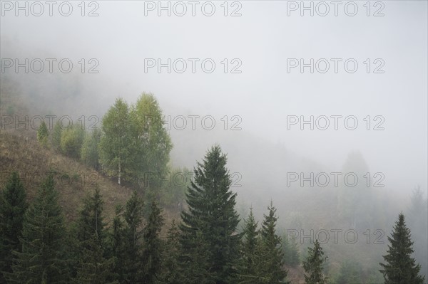 Landscape with forest in fog