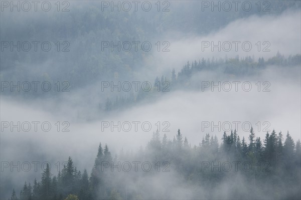 Landscape with forest in fog