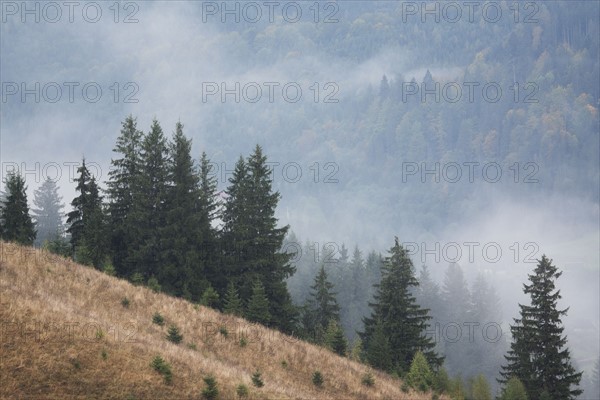 Landscape with forest in fog