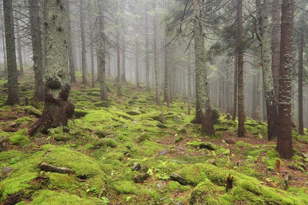 Forest in fog with moss