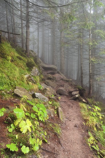 Footpath in forest in fog