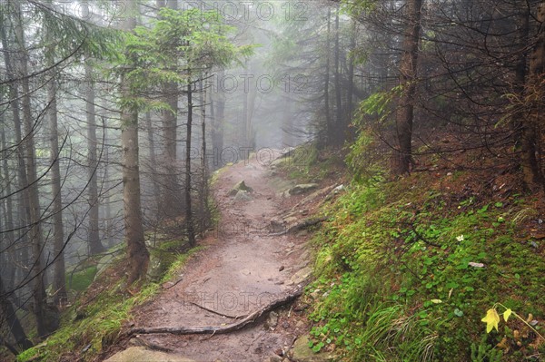 Footpath in forest in fog