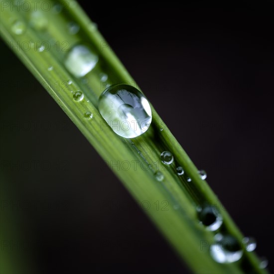 Close-up of dew drops on blade of grass.