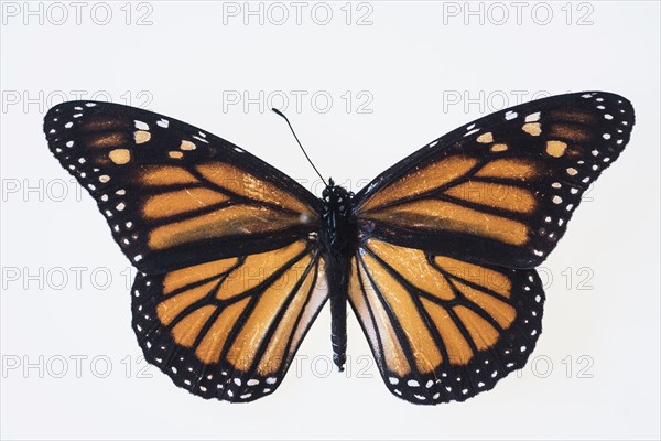 Butterfly on white background.