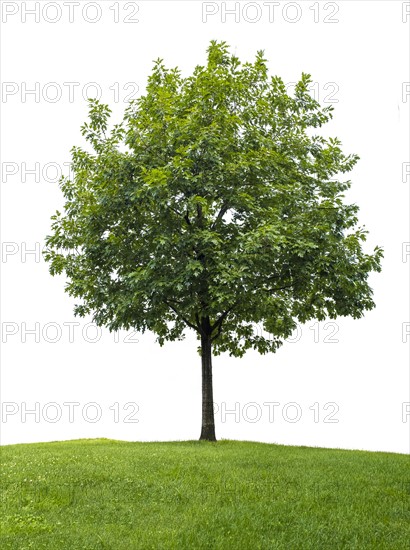 Little oak tree against white background.