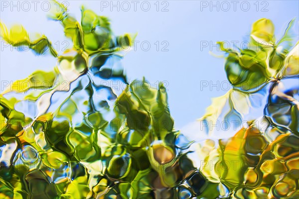 Underwater view of palm trees against clear sky