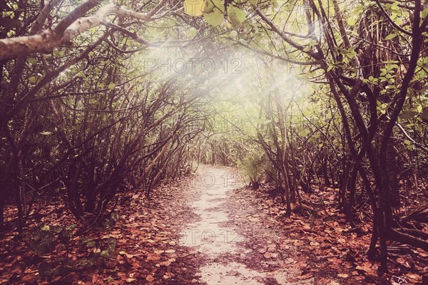 Footpath in forest