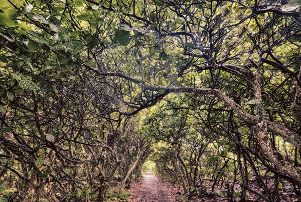 Footpath in forest