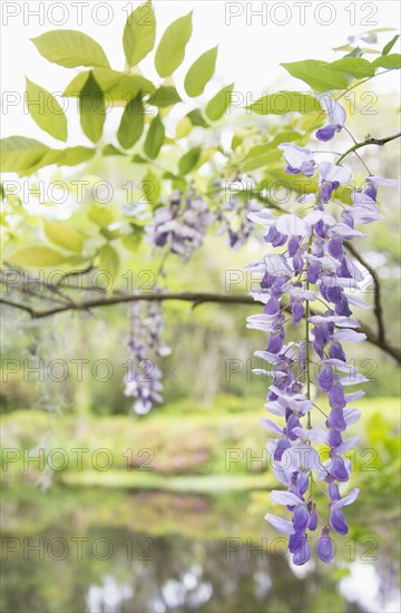 Wisteria in bloom