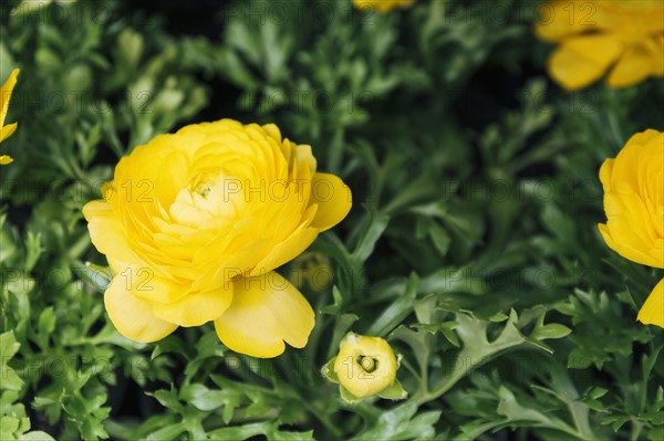 Close up of yellow flower